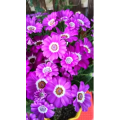 花683