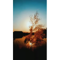 花688