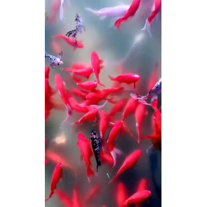 花689