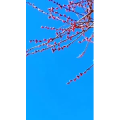 花690