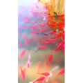 花691