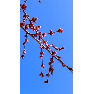花693