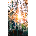 花697