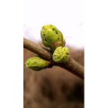 花698