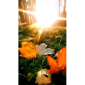 花699