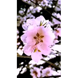 花701