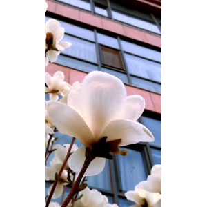 花704