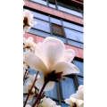 花704