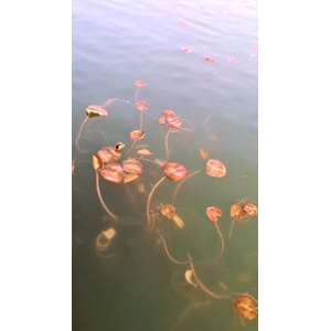 花705