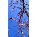 花707