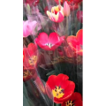 花710
