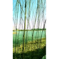 花711
