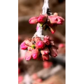 花712