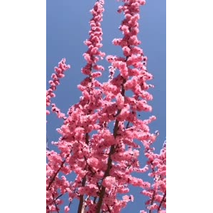 花714
