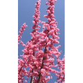 花714