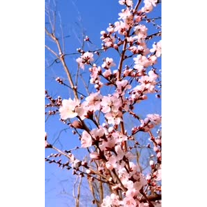 花719