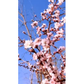 花719