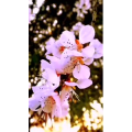花720
