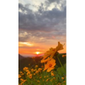 夕阳1