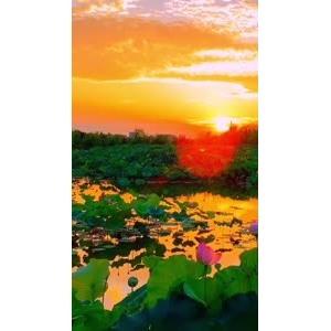 夕阳3