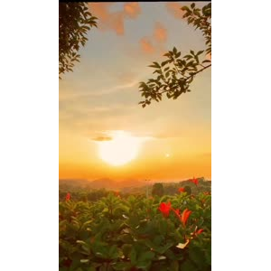 夕阳5