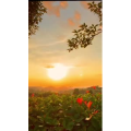 夕阳5