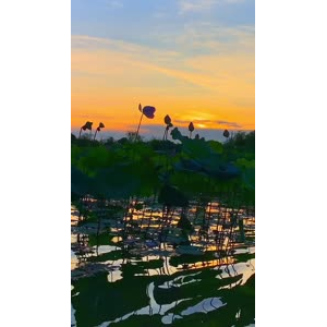 夕阳8