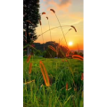 夕阳15