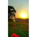 夕阳18