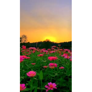 夕阳23