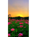 夕阳23