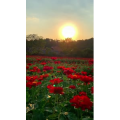 夕阳25
