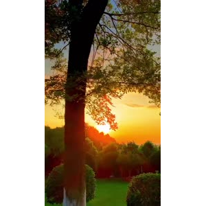 夕阳26