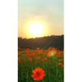 夕阳27