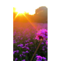 夕阳28