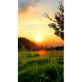 夕阳30
