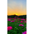 夕阳33