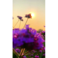 夕阳34
