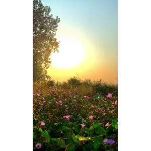夕阳37
