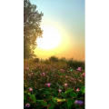 夕阳37