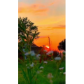 夕阳39