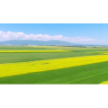 边疆89