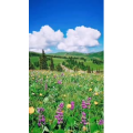 边疆136