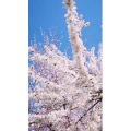 边疆234