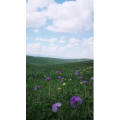 边疆284