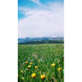 边疆286