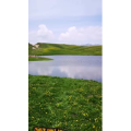 边疆290