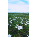 边疆271
