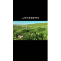 草原4