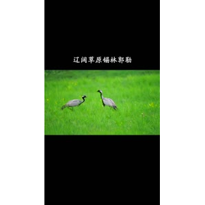 草原7